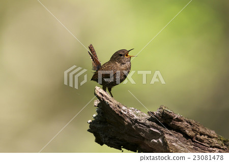 囀るミソサザイ 囀るミソサザイ 23081478