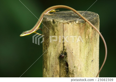 Creatures Reptiles Aokanasuke, Japan's endemic species living in the Okinawa Islands. It is male. More than two-thirds of the total length is like a tail 23081509