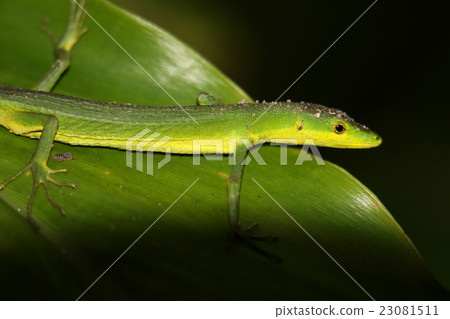 生物爬行動物Aokanasuke，生活在沖繩群島的日本特有物種。女性正在葉子上休息 23081511