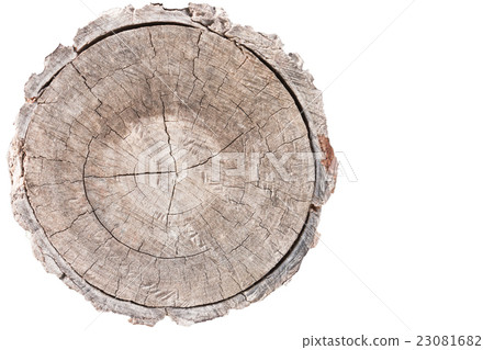 Wood texture of cut tree trunk Wood texture of cut tree trunk 23081682