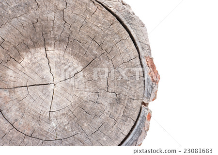 Wood texture of cut tree trunk 23081683