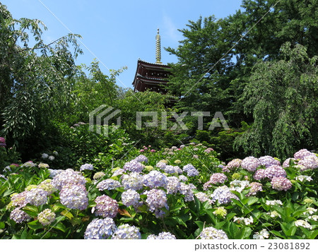繡球花盛開的六月大陸神廟（五層寶塔） 23081892