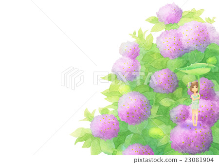 Hydrangea and girls sideways (rain pink) Hydrangea and girls sideways (rain pink) 23081904