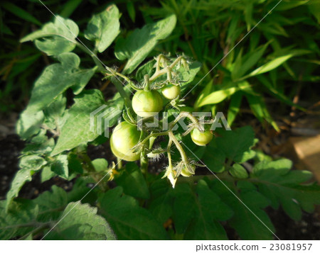 Petit tomatoes starting to fruit 23081957