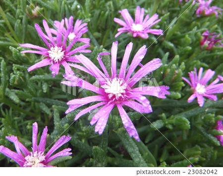 Pine chrysanthemum wetted by morning dew 23082042