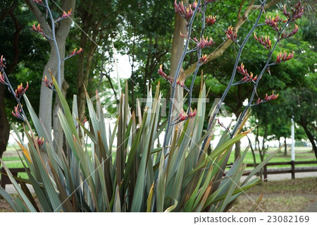 New Zealand with blooming flowers New Zealand with blooming flowers 23082169