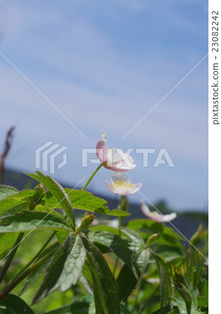 Futamata Ichige 23082242