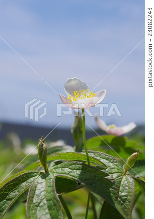 Futamata Ichige 23082243