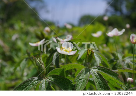 Futamata Ichige Futamata Ichige 23082244