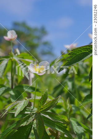 Futamata Ichige Futamata Ichige 23082246