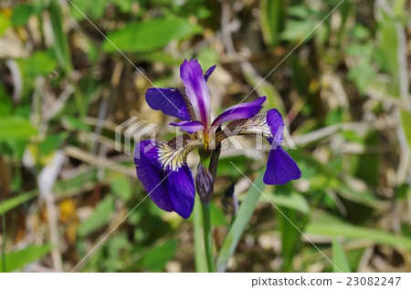 黑尾虹膜 23082247