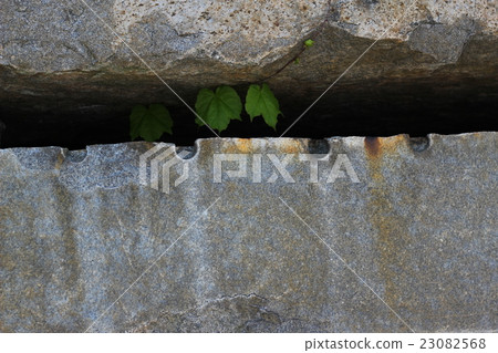 Rough rock skin cute ivy Rough rock skin cute ivy 23082568