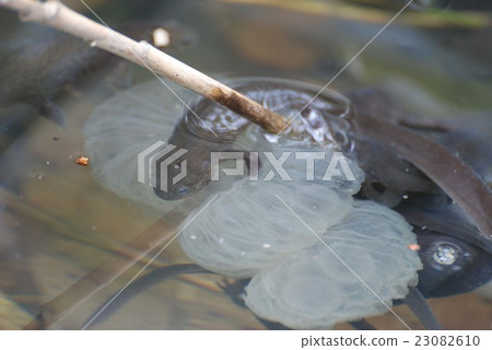 Spawning of Ezo salamander 23082610