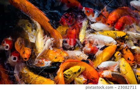 carp fish,moving 23082711