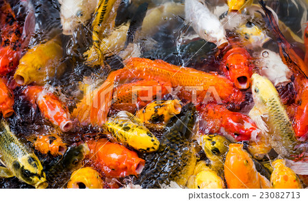 carp fish,moving 23082713