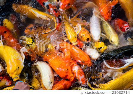 carp fish,moving 23082714
