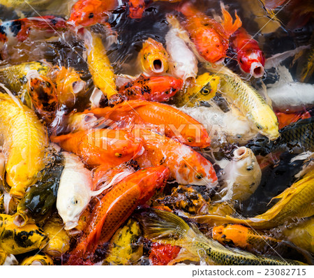 carp fish,moving 23082715
