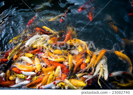 carp fish,moving 23082740