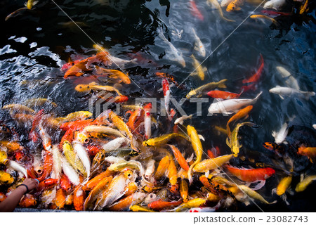 carp fish,moving 23082743
