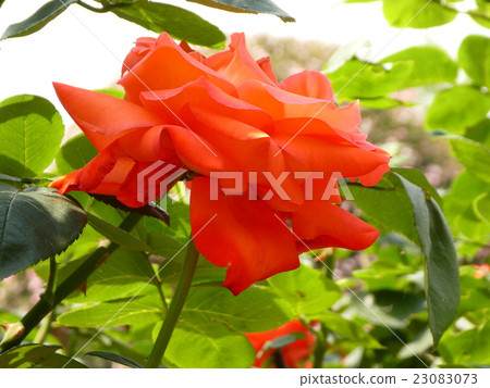 玫瑰 玫瑰 23083073