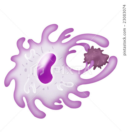 Macrophage Macrophage 23083074