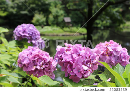 A hydrangea in the park 23083389