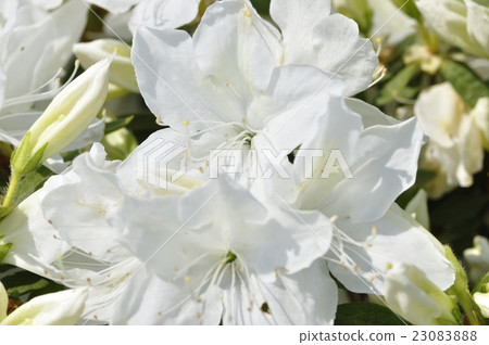 Ryukyu Azalea 23083888