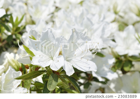 琉球杜鵑花 23083889