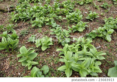 Large leaves of Ome plum grass Large leaves of Ome plum grass 23083913