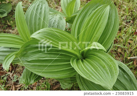Large leaves of Ome plum grass Large leaves of Ome plum grass 23083915