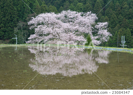 Cherry blossoms in Ogino Cherry blossoms in Ogino 23084347