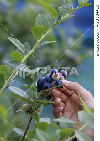 Hands to harvest blueberries 23084413