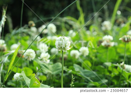 White clover White clover 23084657