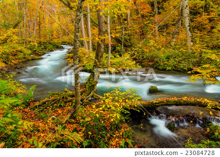 Oirase Stream Fall 23084728