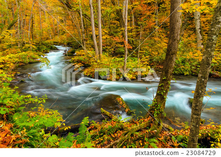 Oirase Stream Fall 23084729