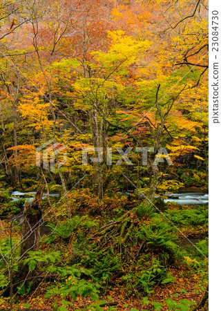 Oirase Stream Fall 23084730