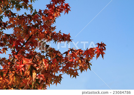 autumn leaves and blue sky autumn leaves and blue sky 23084786