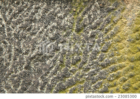 stone natural background stone natural background 23085300