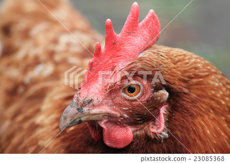 detail of hen (head) 23085368