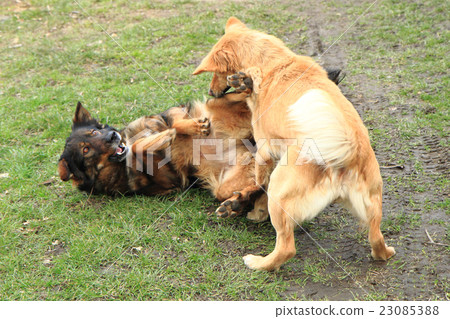 two dogs are fighting 23085388