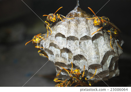 Nest of Seguro Asakunaga Nest of Seguro Asakunaga 23086064