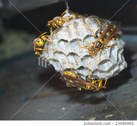 Nest of Seguro Asakunaga 23086068