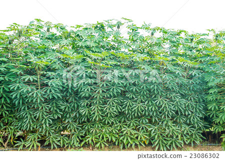 Cassava or manioc plant field 23086302