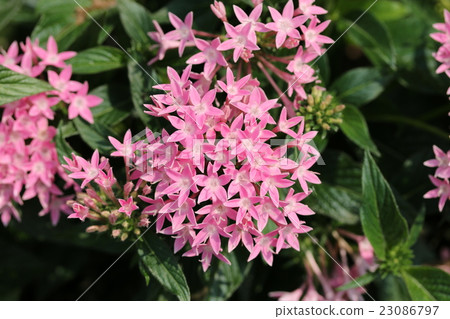 五硫化二磷 23086797