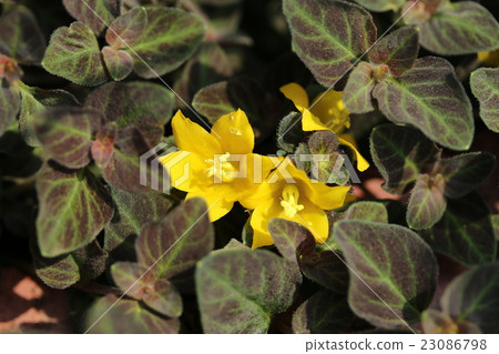 Rishimakia·午夜 23086798