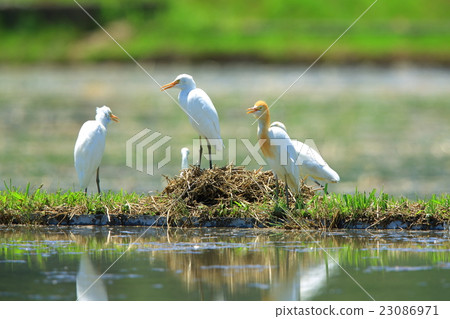 Heron Heron 23086971