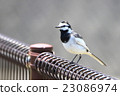 Wagtail 23086974