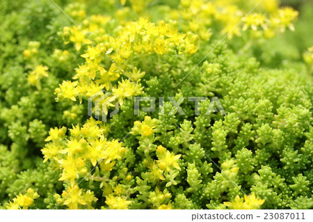 Sedum / Morimura Mannungsa 23087011
