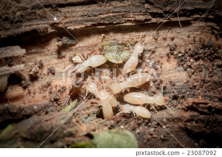 白蟻 白蟻 23087092