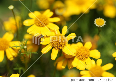 Darberg Daisy 23087198
